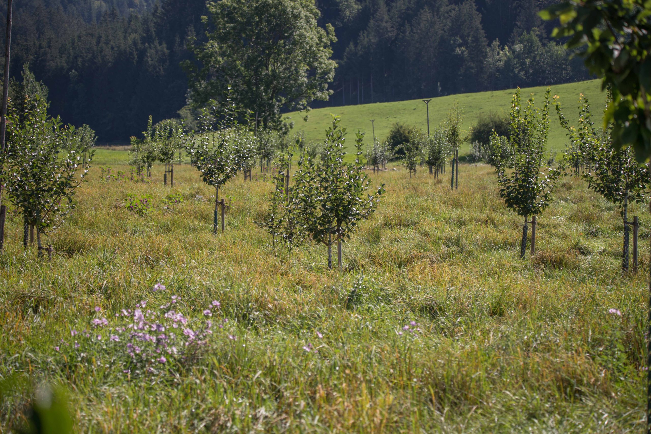 Obstwiese