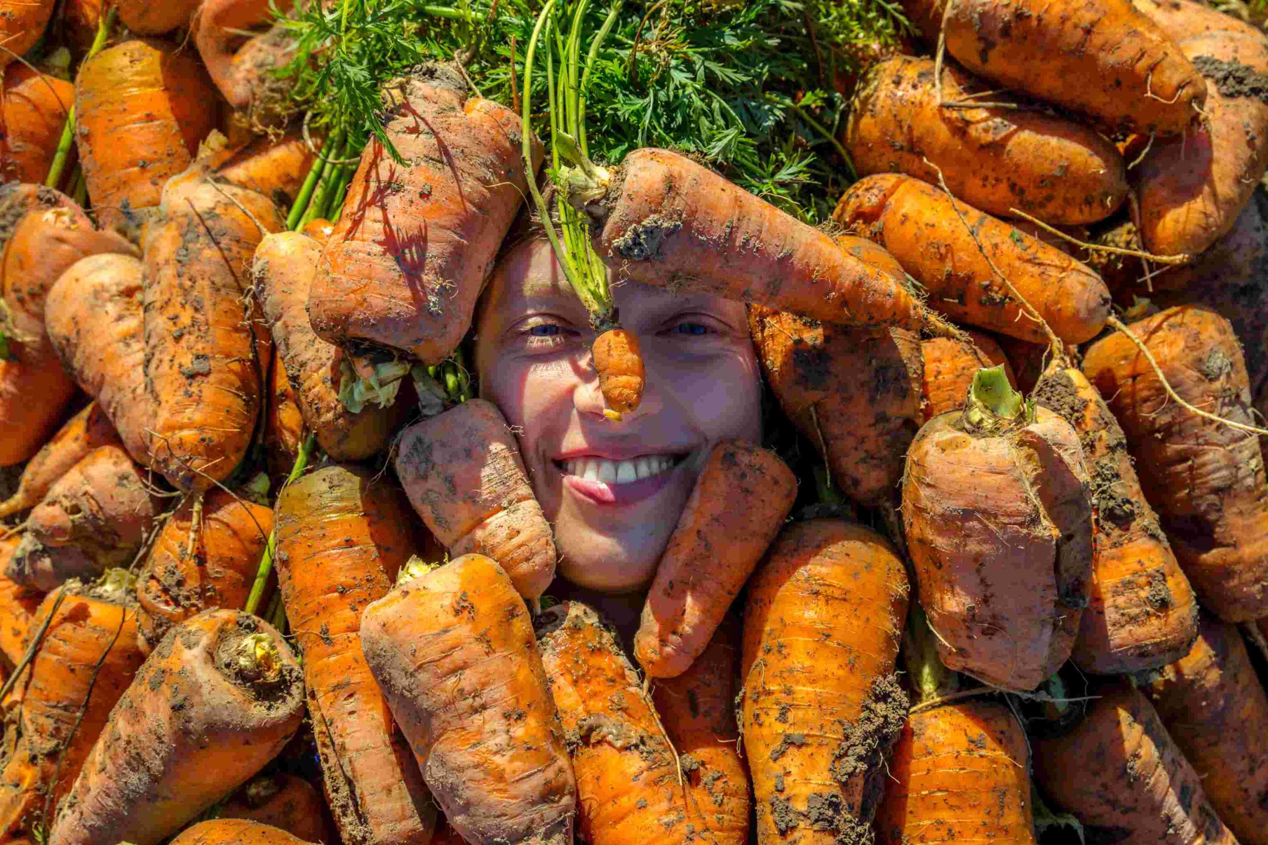 Lustig Karotten Barbara Ernte